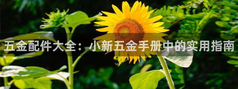 恒行主管招收 6ll5l出奇